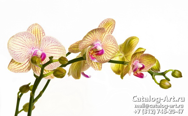 Yellow orchids 6